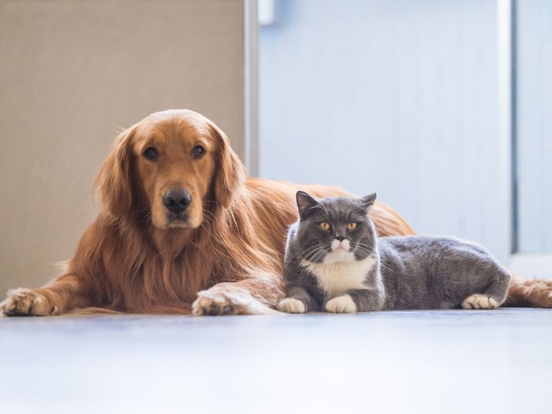 Animales y custodia compartida